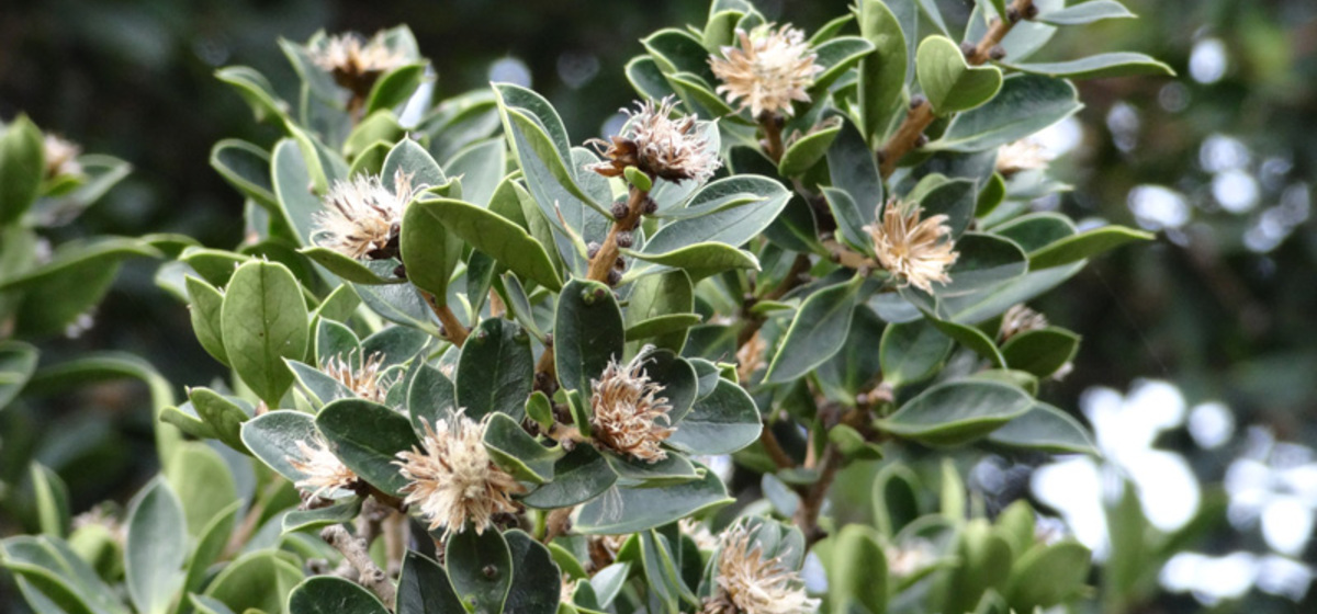 Palo Santo (Dasyphyllum diacanthoides)