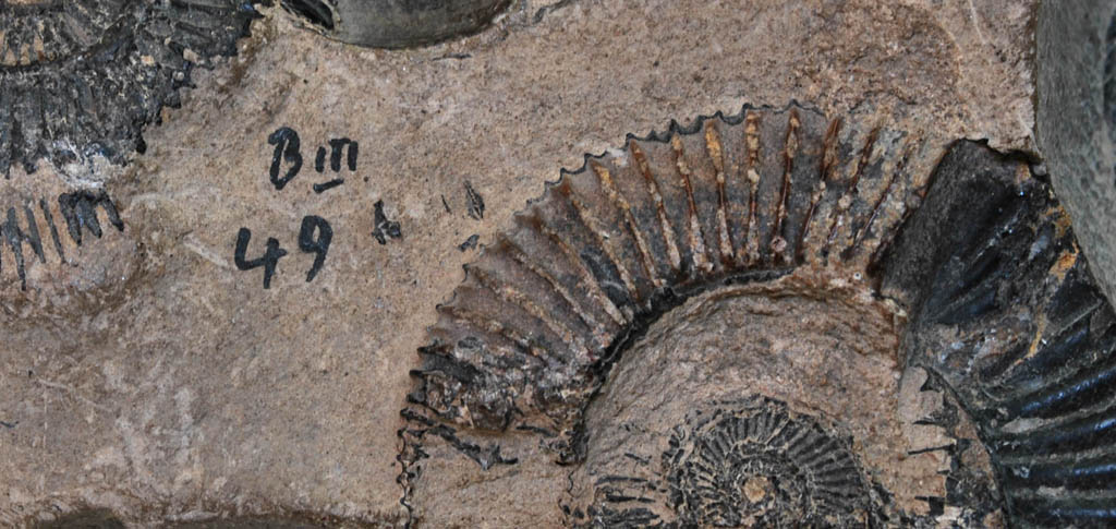 Fósil perteneciente a la colección de Ciencias Naturales del Museo de Historia Natural de Concepción. Fósil perteneciente a la colección de Ciencias Naturales del Museo de Historia Natural de Concepción.