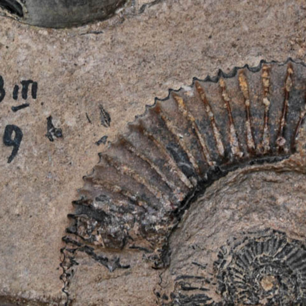 Fósil perteneciente a la colección de Ciencias Naturales del Museo de Historia Natural de Concepción.
