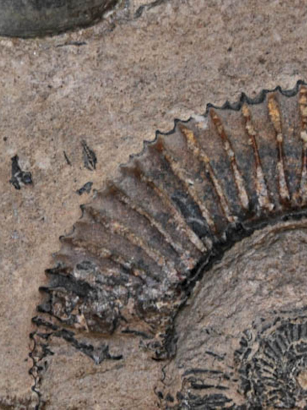 Fósil perteneciente a la colección de Ciencias Naturales del Museo de Historia Natural de Concepción.