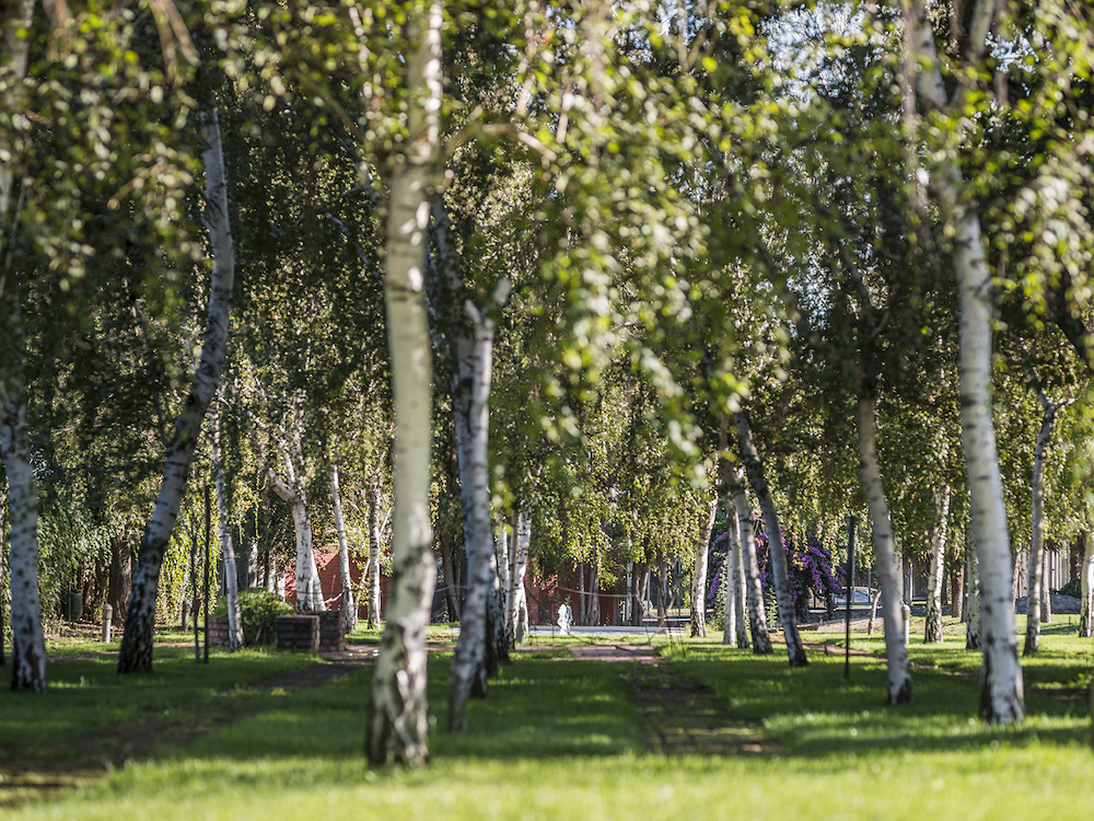 En Villa Grimaldi un bosque de abedules representa las víctimas que pasaron por el centro de detención.