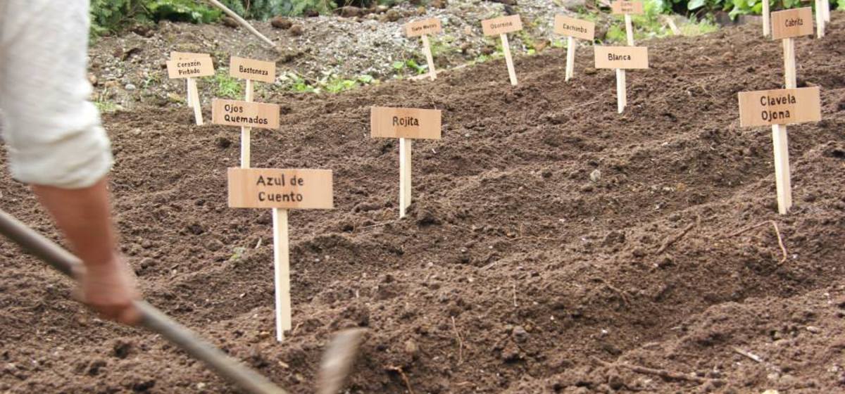 La idea es intercambiar las variedades de papas que se han plantado en el museo.