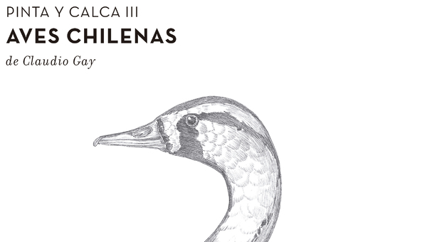 Detalle de la portada de Pinta y Calca III. Aves chilenas de Claudio Gay.
