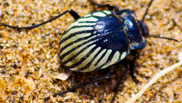 La Vaquita del desierto es uno de los coleópteros que se puede divisar en la zona.
